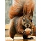 thumbnail image 1 of HOMFUN-pintura de diamante 5D DIY "ardilla bosque de Otoño", bordado de diamantes de imitación cuadrados/redondos, estilo punto de cruz, 1 of 4