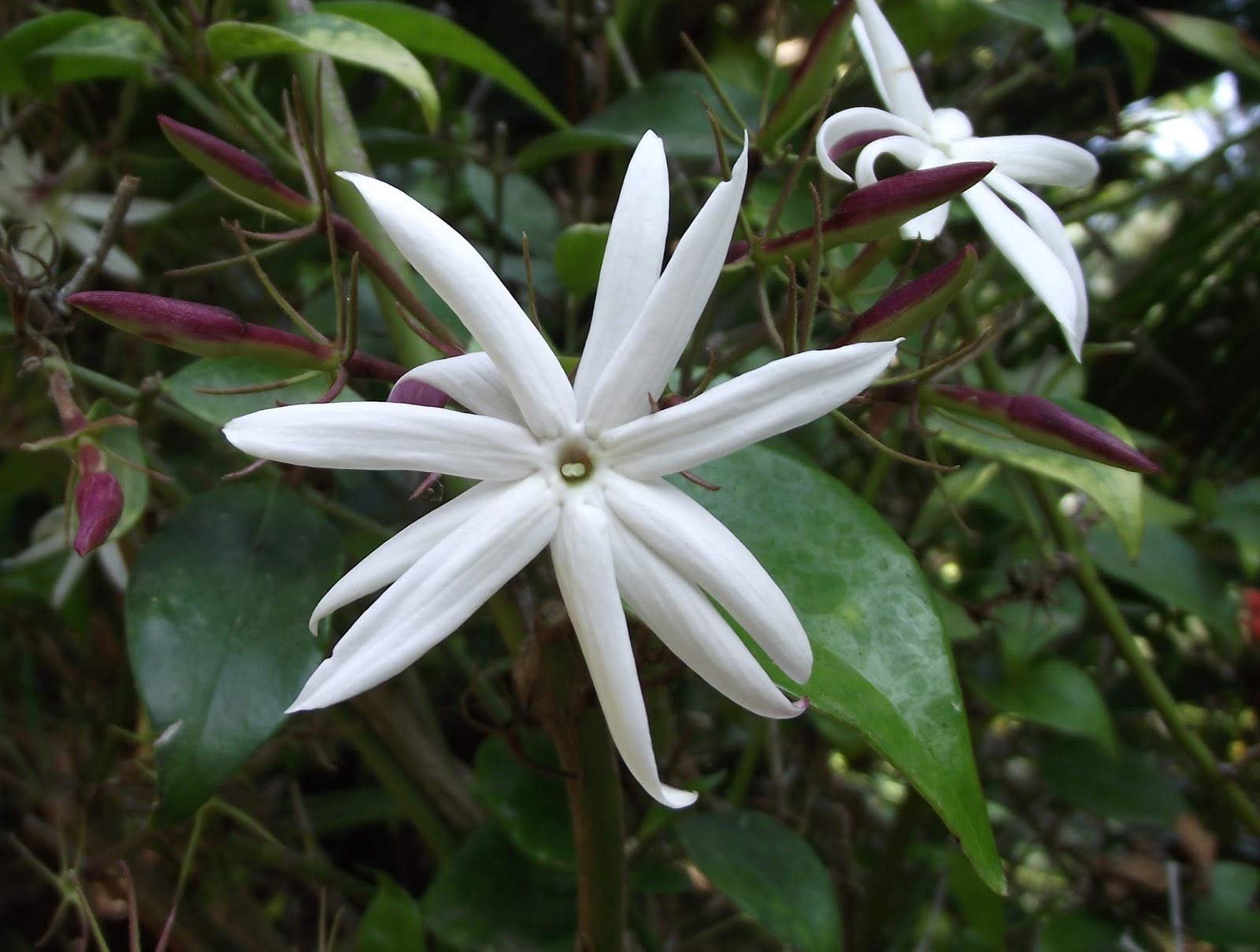 Star Jasmine - 3 Live Plants - Jasminum Nitidum - Fragrant Blooming Evergreen Vine