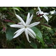thumbnail image 6 of Star Jasmine - 60 Live Plants - Jasminum Nitidum - Fragrant Blooming Evergreen Vine, 6 of 8