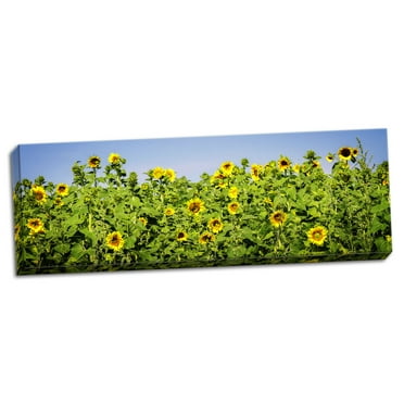 Gango Home Decor Contemporary Sunny Sunflowers I by Alan Hausenflock (Ready to Hang); One 20x8in Hand-Stretched Canvas
