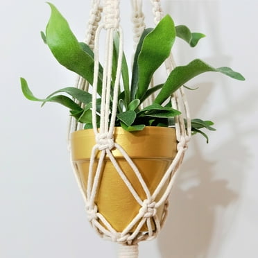4 in. Staghorn Fern Live Houseplant With Bright Infirect Sun (3-Pack)