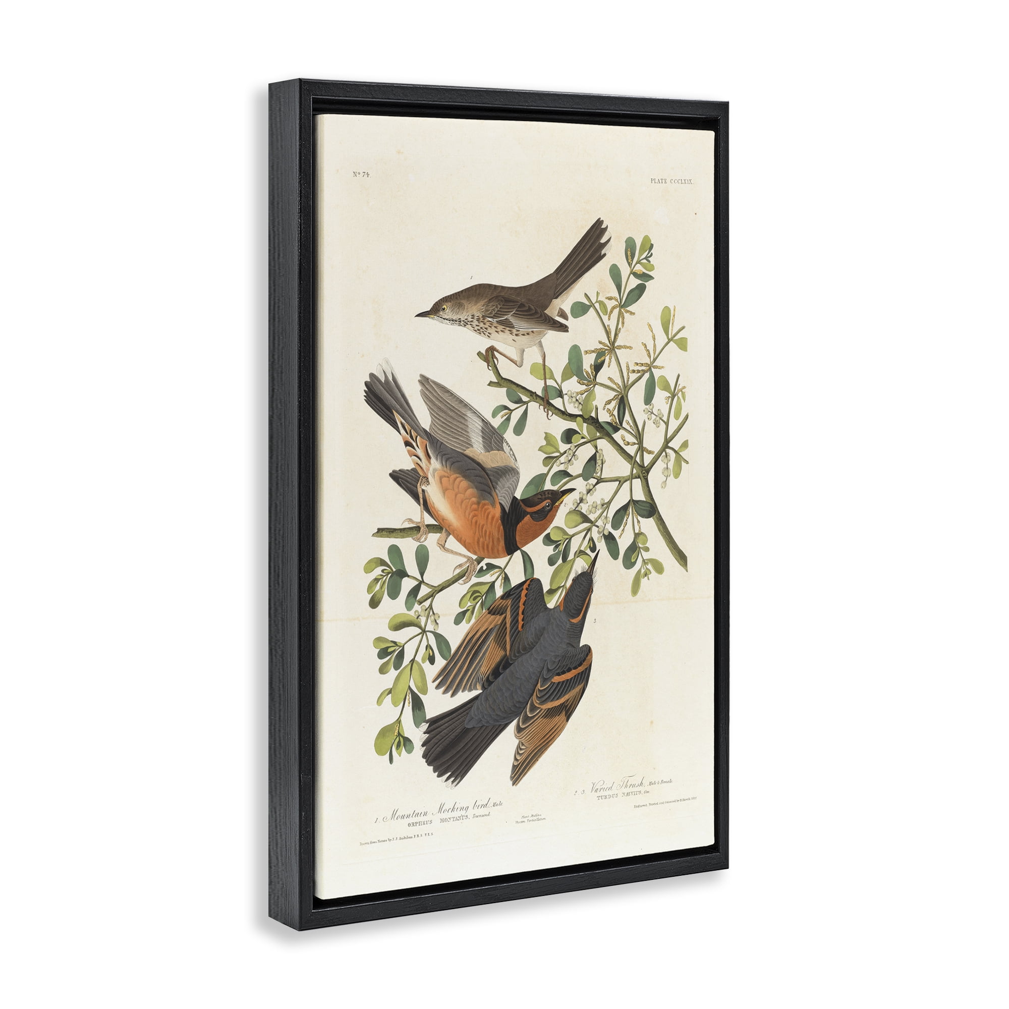 Stupell Industries Classic Audubon Bird Study Animals Painting Black Floater Framed Canvas Art Print Wall Art, 17 x 25