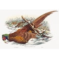 thumbnail image 2 of Gould, John 18x13 White Modern Wood Framed Museum Art Print Titled - Phasianus colchicus-Ring-necked Pheasant, 2 of 4
