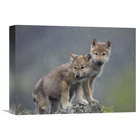 Global Gallery Gray Wolf Pups in Light Snowfall North America Wall