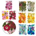 thumbnail image 4 of Bgsha 2 Sets Dried Flower Handmade Pressed Flower Real Flower DIY Material Package, 4 of 6