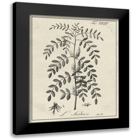 Vision Studio 12x14 Black Modern Framed Museum Art Print Titled - Antique Black and White Botanical IX