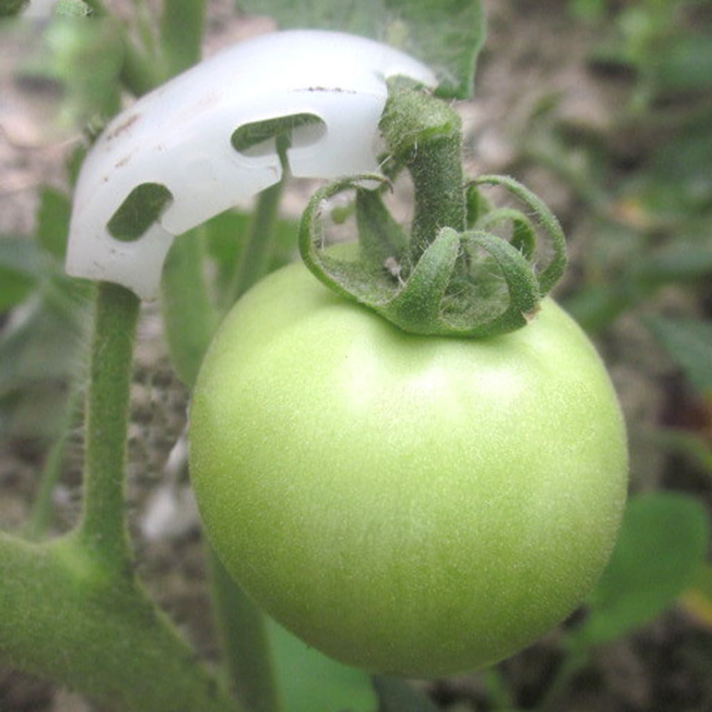 100pcs Tomato Truss Garden Plant Support Fixing Clip for Trellis Melon Vine 
