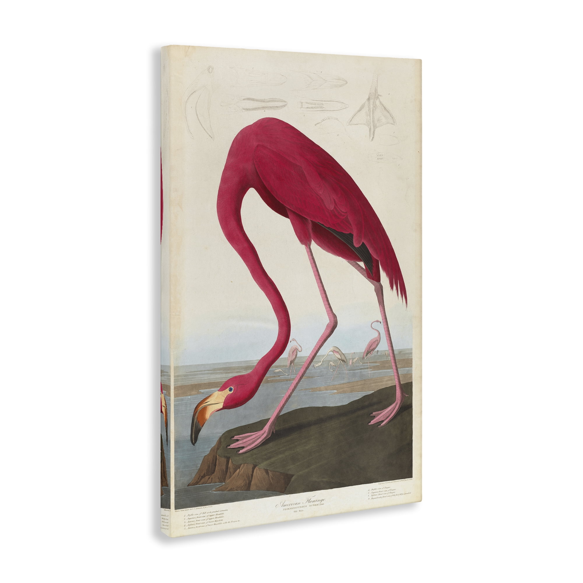 Stupell Industries Classic American Flamingo Animals Painting Wrapped Canvas Art Print Wall Art, 24 x 36