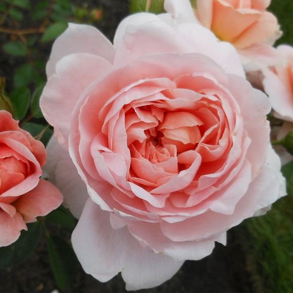 Heirloom Roses Pink Roses - Colette® Shrub Rose Plant - Live Plants For Garden