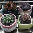 thumbnail image 7 of Mix Horticultural Lava Pebbles Pumice Potting Soil Amendment Succulent Cactus Bonsai Gritty Rock Decorative Gravel Plant Drainage Volcanic Rock for Terrarium Fairy Gardening Top Dressing 2.2lb, 7 of 7
