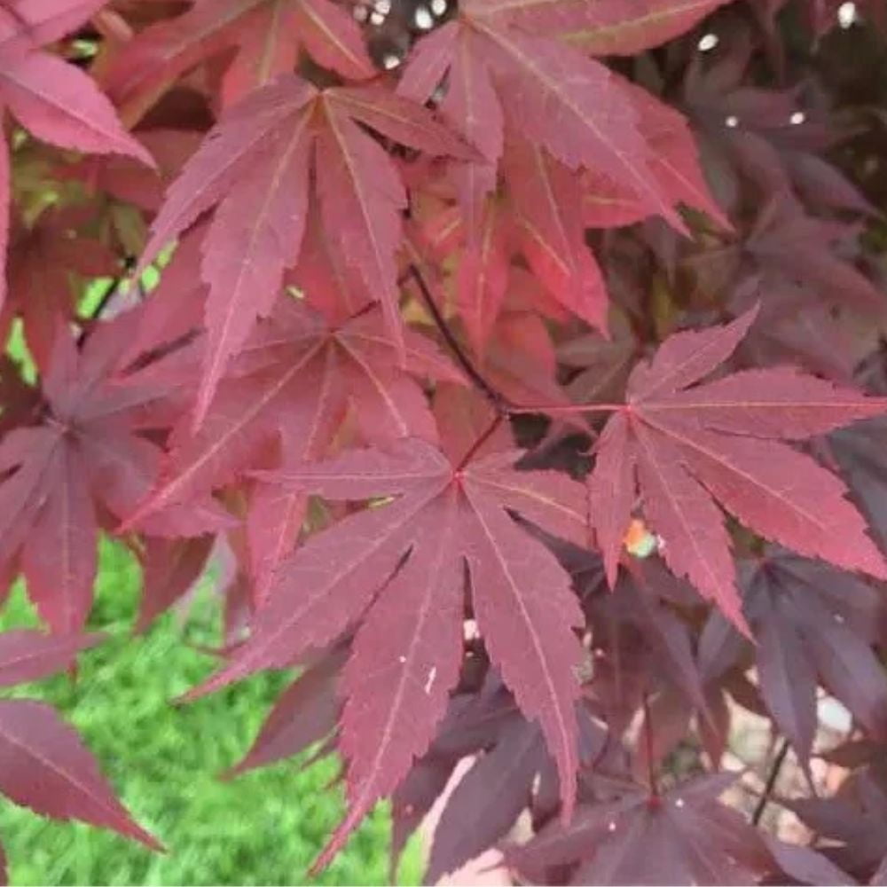 Expert Gardener 3-4 ft tall Japanese Maple Tree in 7 gal. Grower Pot