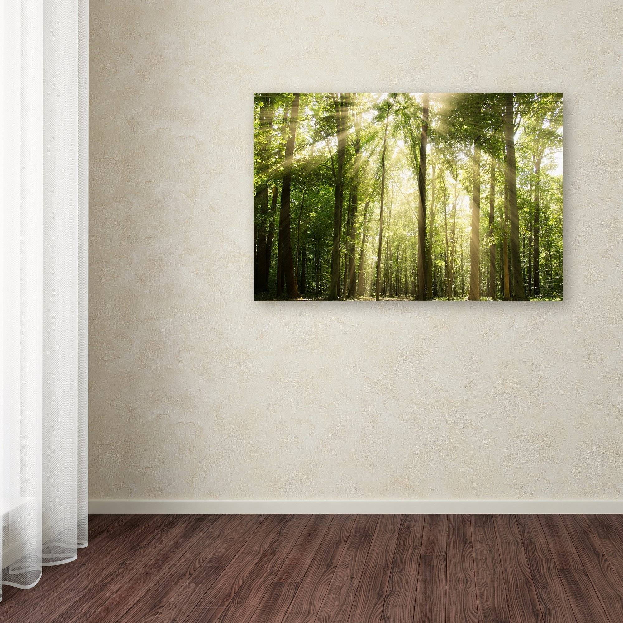 Trademark Fine Art 'Sunrays Through Treetops' Canvas Art by PIPA Fine Art