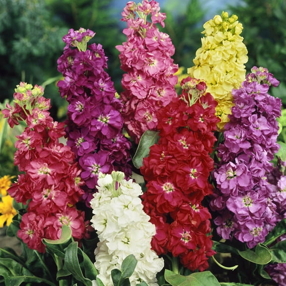 Outsidepride Stock Mix 2000 Stock Mix Flower Seeds 14 Inches Annual