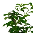thumbnail image 5 of planta bugambilea de 37 cm x 14 cm, 5 of 5