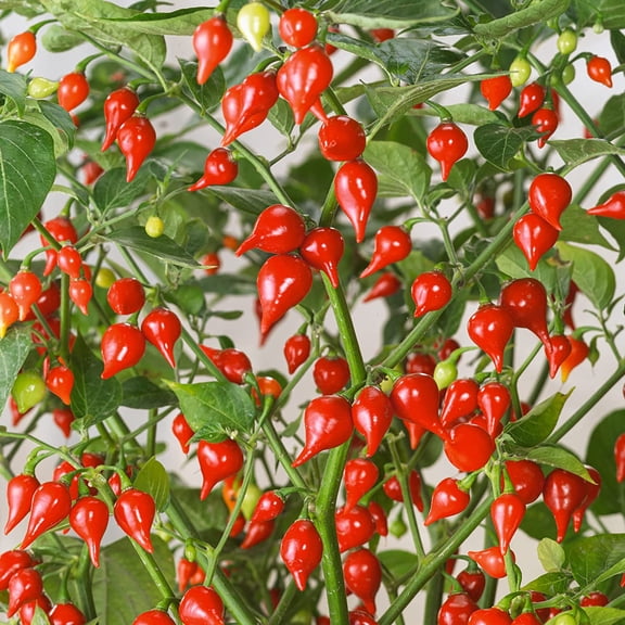 Biquinho Red Hot Pepper Seeds - 300 Mg Packet ~50 Seeds - Non-GMO, Heirloom - Vegetable Garden - Capsicum annuum