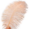 thumbnail image 3 of Feathers Soarer Champagne Avestruz 30-35 cm para jarrón, 15 unidades, 3 of 7
