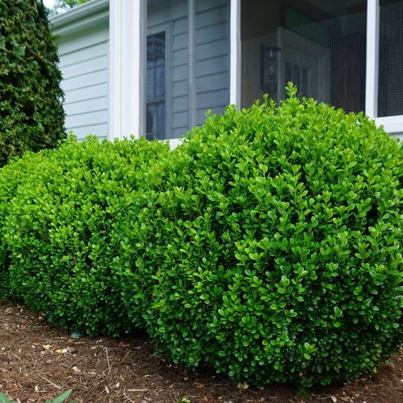 Proven Winners ColorChoice 5" NewGen Freedom Boxwood Live Plant in 4.5" Pot (4 Count)