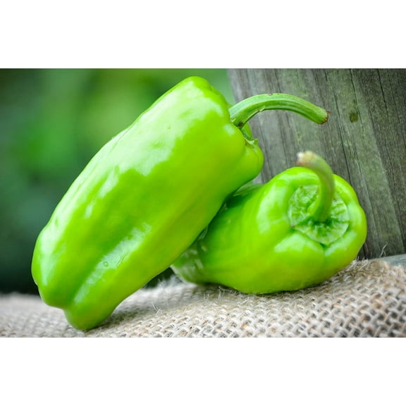 Pepperoncini Peperoncini Italian Pickling Heirloom Pepper Premium Seeds Packet