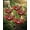5pcs, variant on Handmade Metal Flower Garden Stake with Bee Bath & Bird Water Bowl – Decorative Outdoor Yard Art, Butterfly & Pollinator Watering Station, Weather-Resistant Garden Decor Gift