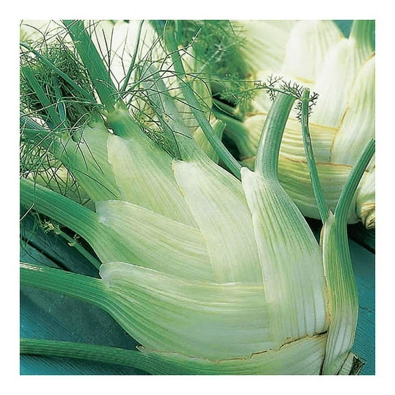 Fennel Florence Great Heirloom Vegetable by Seed Kingdom 1/4 Lb Seeds