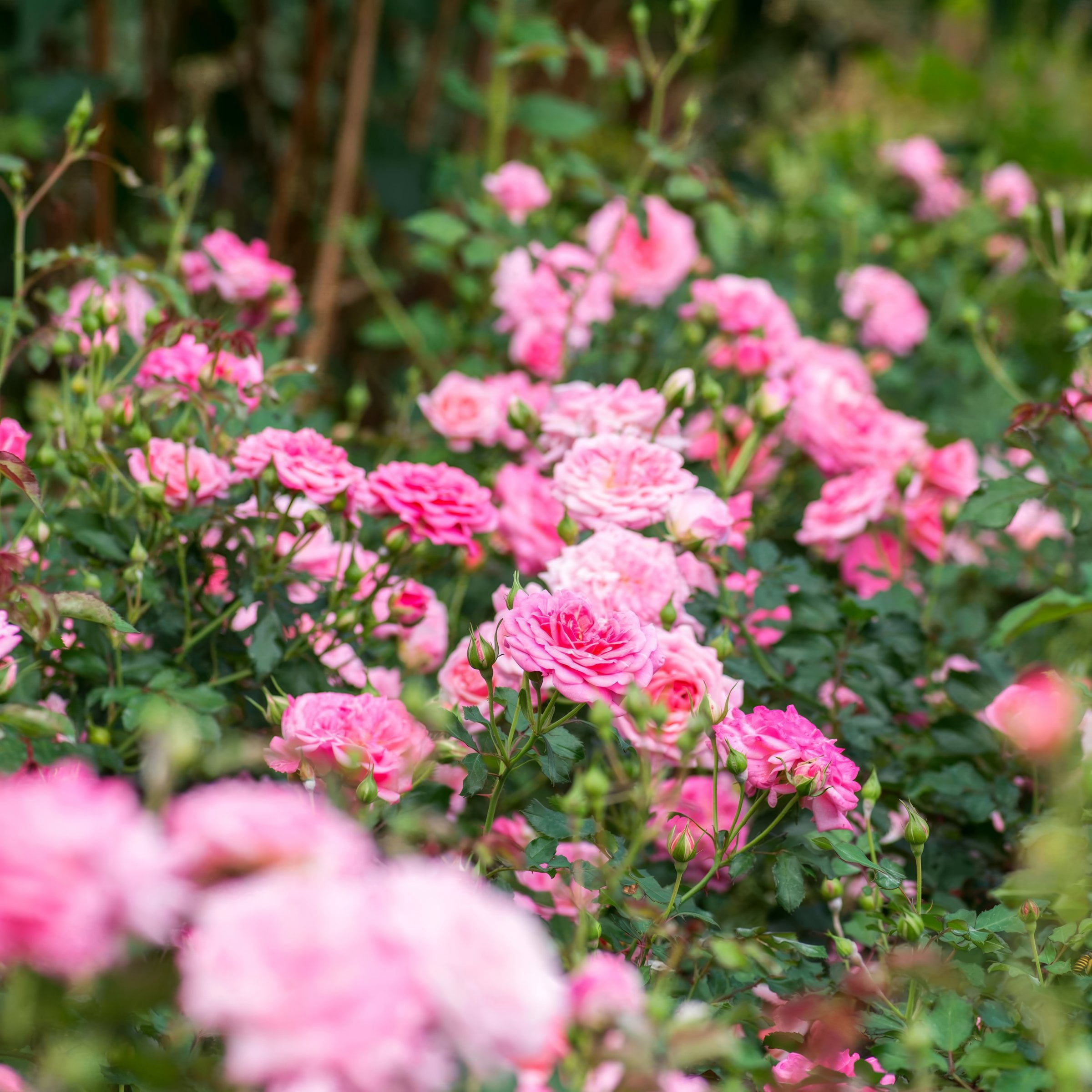 3 gal Drift Rose Sweet with Pink Flowers