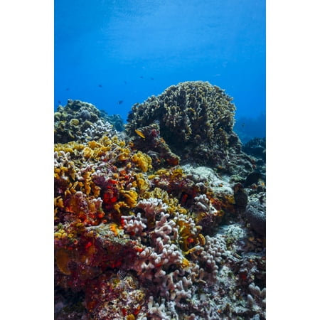 Coral reef in Caribbean blue water Cozumel Mexico Poster Print by Jennifer IdolStocktrek