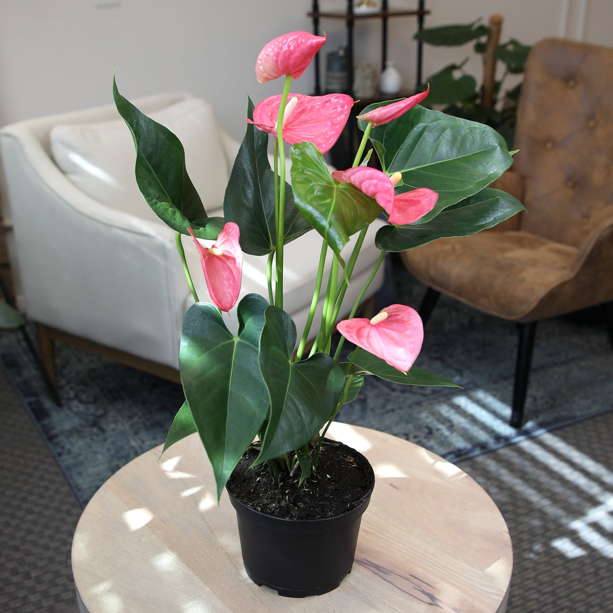 Altman Plants Pink Anthurium, 14-18" Tall Flamingo Flower, Air Purifying Easy Houseplant