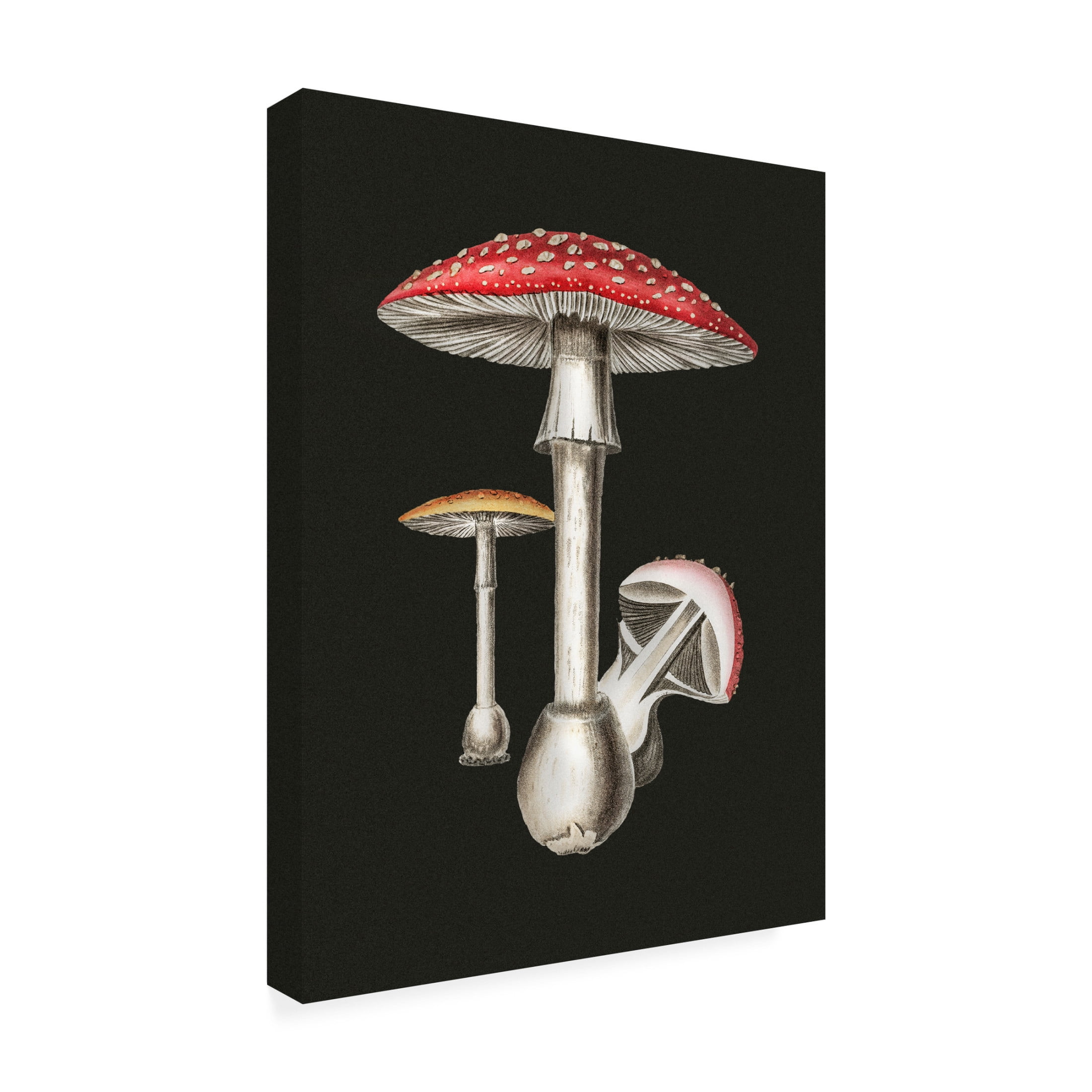 Trademark Fine Art Pictufy Amanita Muscaria Dark Background Canvas Wall Art