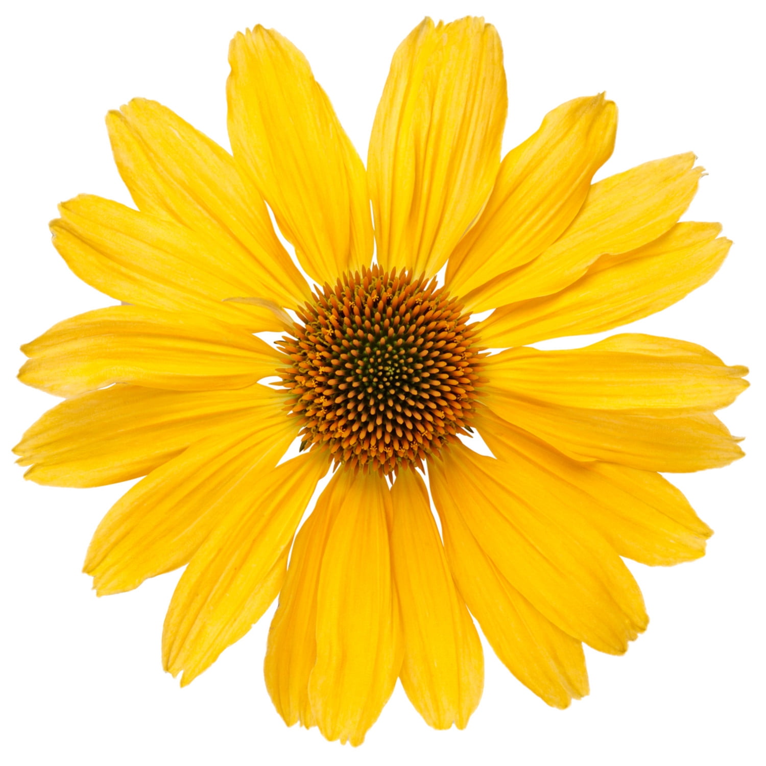 Proven Winners 6" Orange Color Coded 'One in a Melon' Coneflower Live Plant in 7.5" Pot