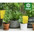 thumbnail image 7 of Best Value 50Pack 6×8in Dual-Sided Yellow Sticky Traps, Non-Toxic Insect Boards Catch Gnats Whiteflies Aphids Thrips Leafminers, Comes with 50 Mount Twist Ties for Indoor Outdoor Plants, 7 of 7