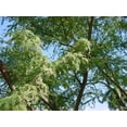 thumbnail image 4 of Tropical Seeds -Shami Khari -10 Seeds Per Pack- Prosopis cineraria, 4 of 5