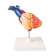 thumbnail image 2 of Modelo de corazón humano Modelo anatómico del corazón Estructura Educativa Profesional Modelo de corazón anatómicamente preciso para el aula, 2 of 9