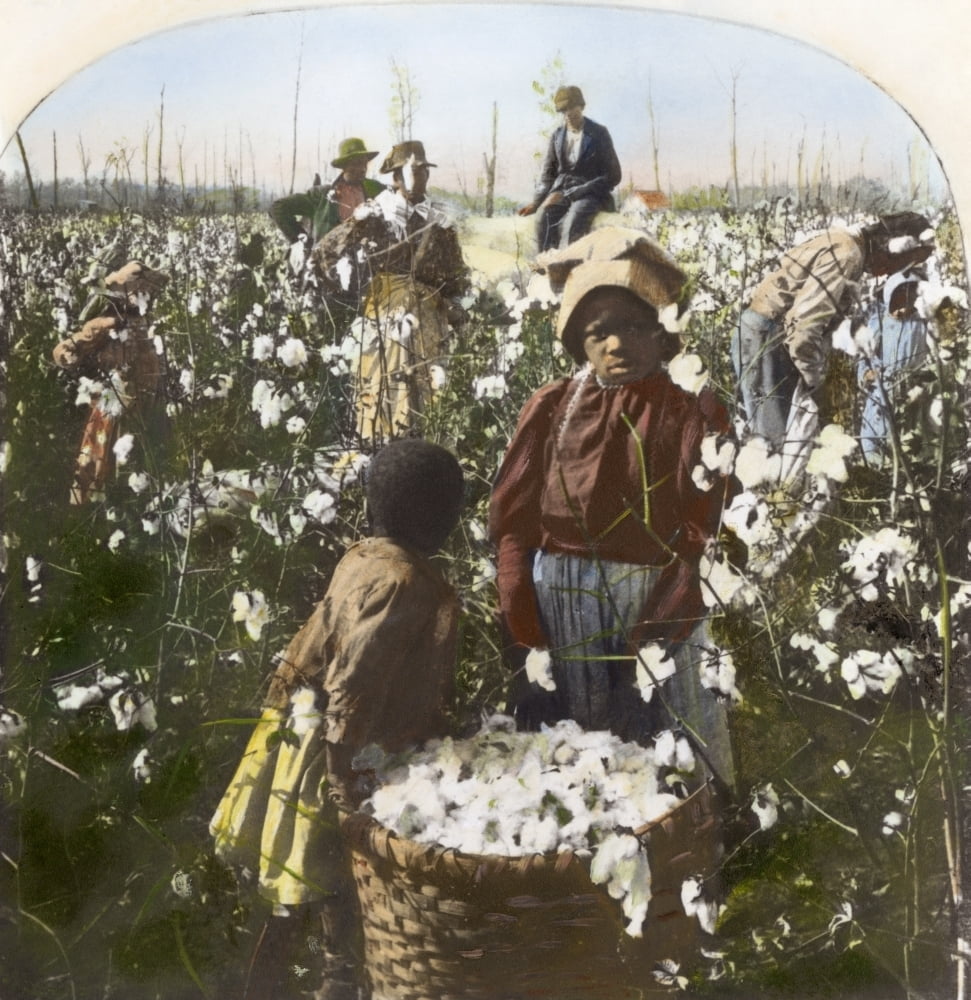 Cotton Plantation Npicking Cotton On A Mississippi Plantation Oil cotton-plantation-npicking-cotton-on-a-mississippi-plantation-oil