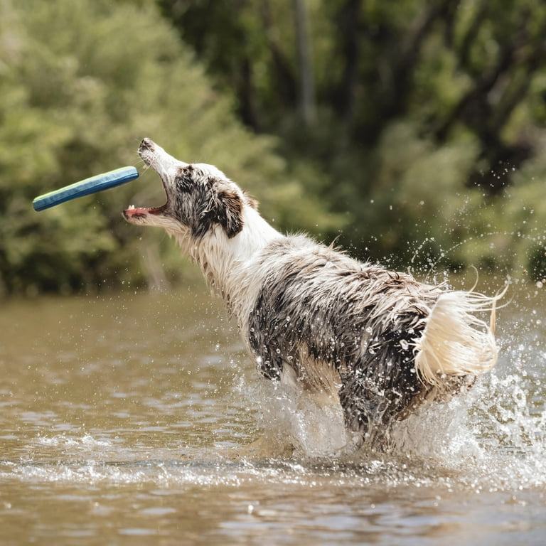 Amphibious Flying Disc Fetch Dog Toy, Small 6 Inches photo 3