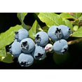 thumbnail image 4 of Blueberry Plant - Live Plant in a 6 Inch Growers Pot - Grower's Choice Based on Health, Beauty and Season - Edible Fruit Bearing Tree for The Patio and Garden, 4 of 5