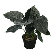 Antoro Velvet Alocasia, Uncommon Houseplant | 6in. Grow Pot; Indirect Sun | Element by Altman Plants