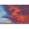 thumbnail image 2 of Haney, Chuck 32x23 Gold Ornate Wood Framed with Double Matting Museum Art Print Titled - Snow geese lift off with dramatic lenticular cloud sunrise sky during spring migration at Freezeout, 2 of 4