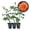 3 Plants, variant on Westerland Rose Bush - 1 Live Starter Plant - Beautiful Landscaping Shrub Rose - Vigorous Fragrant Apricot-Orange Blooms