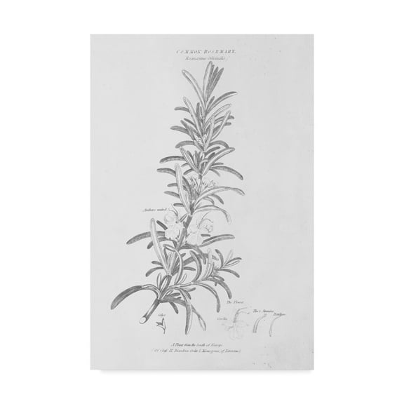 Trademark Fine Art 'Botany Book VI' Canvas Art by Wild Apple Portfolio