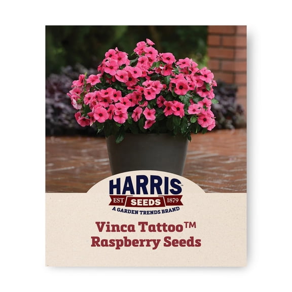 Harris Seeds Tattoo Raspberry Vinca Annual Periwinkle, Flower for Full Sun Gardens and Containers, 25 Count