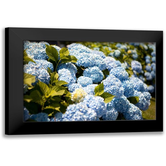 Millet, Karyn 14x11 Black Modern Framed Museum Art Print Titled - Blue Hydrangea