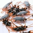 thumbnail image 4 of 10Pcs Simulation Cockroach Toys Realistic Spoofing Toys for Joke Fun Parties Decorative Ornaments, 4 of 8