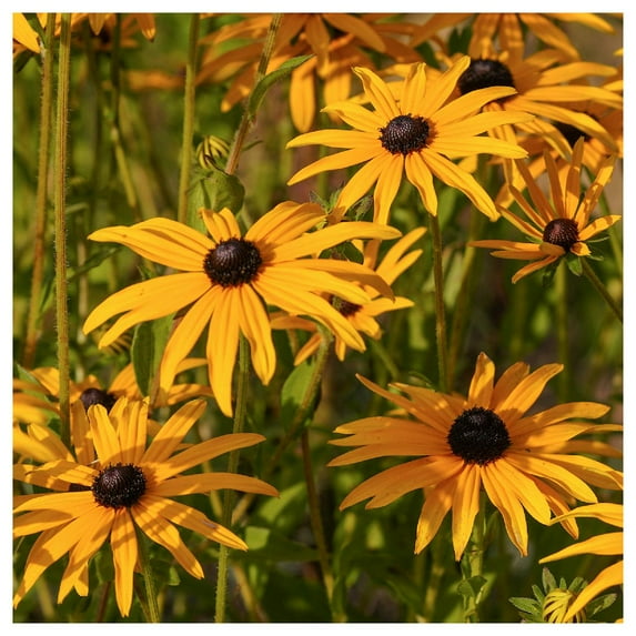 Everwilde Farms - 1/4 lb Orange Coneflower Native Wildflower Seeds - Gold Vault Bulk Seed Packet