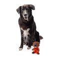 thumbnail image 2 of One Paw, Beaver Plush Rubber Dog Toy with Treat Dispenser, 9 inches, 2 of 6