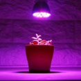 thumbnail image 5 of 2 Luces LED E14 para Crecimiento de Plantas, 85-265 V, Espectro Completo, para Invernadero de Jardín Interior Hidropónico, 28 W, 5 of 5
