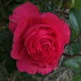 thumbnail image 2 of Heirloom Roses Rose Plant - The Eleganza® Fiji Rose Bush , Live Hybrid Tea Plants For Outdoors , One Gallon Own Root Bushes For Planting , Potted Outdoor Cherry Red Pink Flowers, 2 of 3