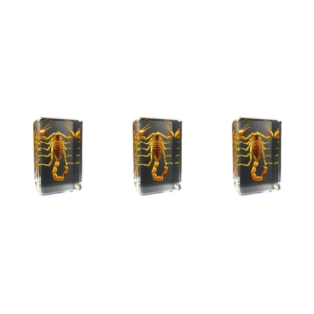 Bewildely Espécimen de insecto Real resistente y duradero con escorpión transparente, araña, avispa, escarabajo, escorpión amarillo Type1 NO1