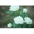 thumbnail image 3 of Flower Shaped Solar Light for Garden Decoration - White, 3 of 5