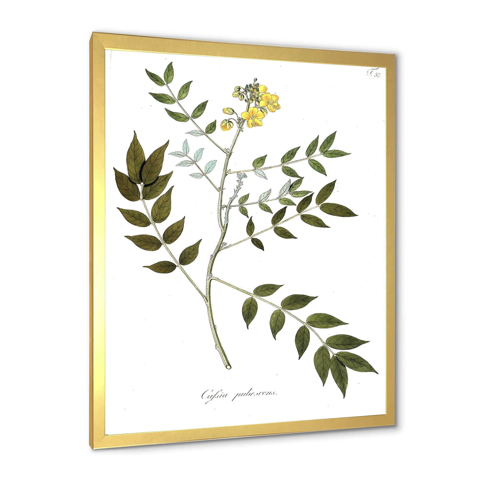 Designart 'Ancient Botanicals XVIII' Traditional Framed Art Print