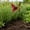 Multicolor, variant on Sentmoon Iron Butterfly Garden Stake Outdoor Lawn Insert Decorative Garden Sculpture Metal Yard Art for Patio Courtyard Flower Bed Lawn Ornament Weather-Resistant Garden Accent